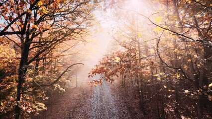 Wall Mural - Dramatic light rays in autumn forest with sunlight shining rays of light through trees shot via drone aerial 