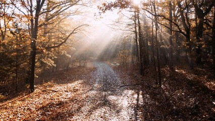 Wall Mural - Foggy light rays in autumn forest with sunlight shining rays of light through trees shot via drone aerial 