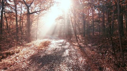 Wall Mural - Sunbeam shining through in autumn forest trees and light rays shot via drone aerial 