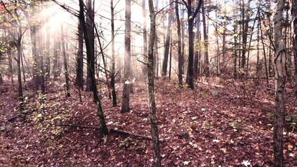 Wall Mural - Light beams in autumn forest with sunlight shining rays of light through trees shot via drone aerial 