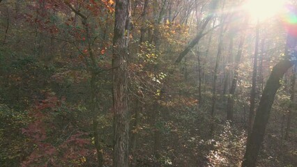 Wall Mural - Light rays in colorful autumn forest with sunlight shining rays of light through trees shot via drone aerial 