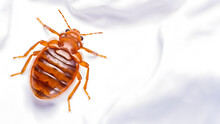 Pesky Bed Bug Crawling On Bedding Isolated On White