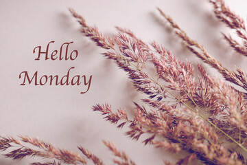  hello Monday text with pampas grass on white background. copy space. selective focus. greeting card. cozy mood. inspirational quote