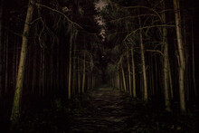 Magical Lights Sparkling In Mysterious Forest At Night. Nightmare Pine Forest.