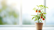 Cherry Tomatoes Grown In Flower Pots On Balcony Or Windowsill. Gardening Tomatoes At Home.