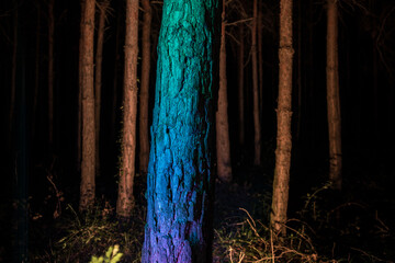 Wall Mural - Bark of tree at the dark forest at night. Long exposure photo of tree bark. Selective focus