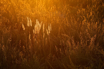 Wall Mural - Golden grasses glowing in the warm light of sunset.