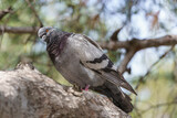 Fototapeta Na ścianę - An ordinary pigeon hiding in the shade of a tree on a hot day.