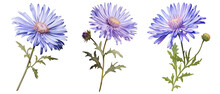 Aster, Flower, Watercolor, Leaf, Illustration, Plant, Garden, Nature, Transparent Background