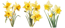 Daffodils Flowers Watercolor Set, Transparent Background 