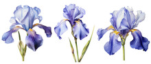  Iris, Flower, Plant, Blue, Illustration, Nature, Leaf, Summer, Watercolor, Art, Isolated, Floral, Bloom, Blossom, Transparent Background 