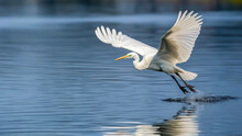 White Egret In Flight Over Water, In Nature Inviroment 