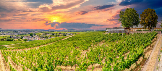 Wall Mural - Blick über den Rheingau bei Rüdesheim, Deutschland 