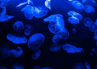 Wall Mural - Group of jellyfish swimming peacefully in an illuminated aquarium