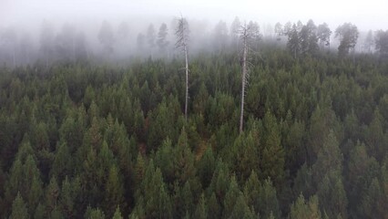 Wall Mural - Drone view over landscape forest range trees on mountains with misty sunset sky