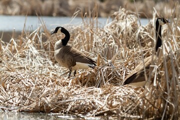 Canvas Print - Ducks standing on a grassy bank near a body of still water