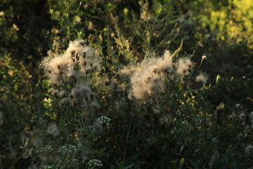 Dry flowers among the grass