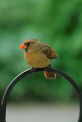 Wall Mural - Small cardinal bird perched atop a metal pole with a blurred background