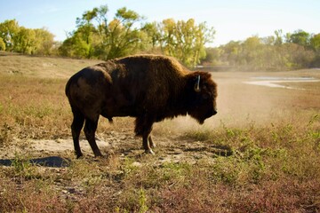 Sticker - Majestic brown bison standing in a lush green field.