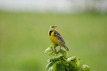 Sticker - Closeup of an eastern meadowlark (Sturnella magna) perched on a green branch