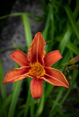 Canvas Print - Closeup shot of an orange day-lily flower.