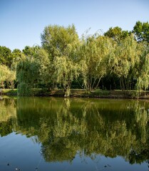 Wall Mural - Tranquil scene of a pond surrounded by lush greenery, with a clear blue sky in the background