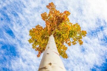 Wall Mural - Low-angle shot of a tree with yellow foliage against the background of the blue sky.