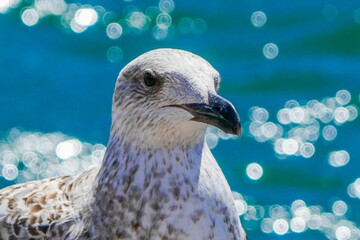 Canvas Print - Closeup shot of a beautiful seagull on a seashore