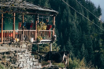 Canvas Print - Cow grazing by a house in the mountains in Himachal Pradesh, India