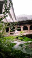 Sticker - Small white flower blooms in an overgrown garden of weeds