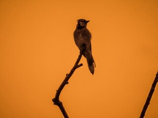 Sticker - Bird perched on a branch, silhouetted against a golden sunset sky