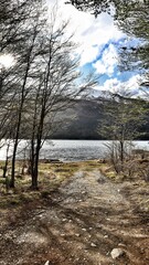 Sticker - an image of a dirt path and lake near the woods