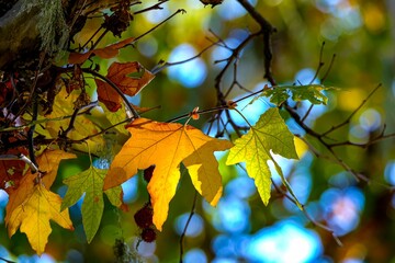 Sticker - Closeup of a tree branch with vibrant yellow and green leaves illuminated by a bright light source