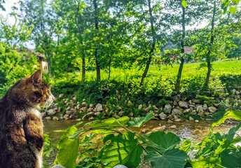 Wall Mural - Adorable cat on a rock overlooking a still pond and lush green forest in the background