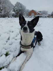 Wall Mural - Vertical shot of a cute black and white dog sitting in snow with a house and trees in the background