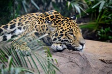 Jaguar In A Rest Moment