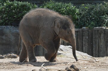 Wall Mural - Young elephant spotted walking in the park on a sunny day