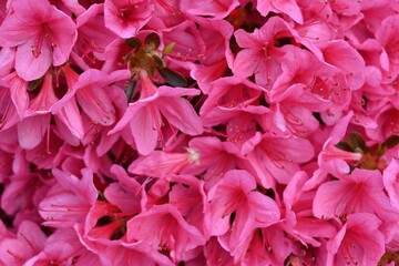 Poster - Picturesque scene of a sunlit garden, with vibrant pink flowers in bloom