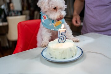 Wall Mural - Closeup of an adorable white dog next to a cake at his 5th birthday party