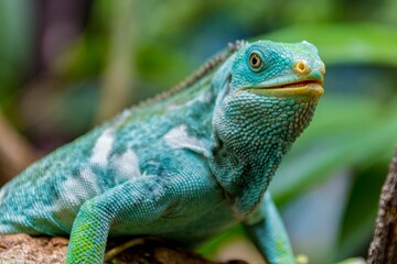 Poster - Selective focus shot of a vivid blue iguana on a tree branch