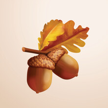 3d Acorn. Realistic Oak Nut With Leaves, Isolated Acorns And Fall Leaf For Autumn Nature Background Decoration, Exact Vector Illustration