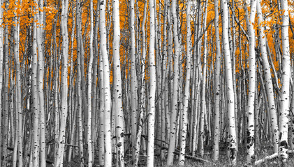 Wall Mural - Thick forest of aspen trees with tall black and white trunks contrast against colorful orange leaves in the background