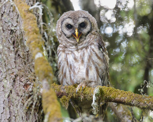 Wall Mural - Barred Owl Strix varia with beck open on moss covered tree branch in woods