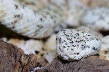 Gefleckte Klapperschlange / Speckled Rattlesnake Or Mitchell's Rattlesnake  / Crotalus Mitchellii Pyrrhus