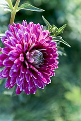 Fototapete - Beautiful Dahlia Flowers in garden. Close-up