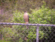 Cooper's Hawk Raptor Bird Perched on a Suburban Metal Fence