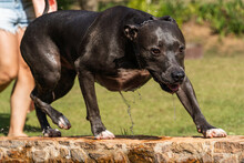 Beautiful Blue Nose Pit Bull Dog Playing And Jumping In The Natural Pool With Grassy Garden Around. Sunny Day. Nature