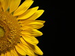 Tokyo, Japan - August 20, 2023: Closeup of Isolated Sunflower on black background
