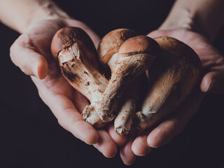 mushrooms in a hand,  pine mushrooms