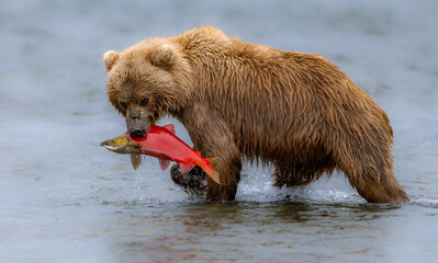 Poster - Brown bear in Katmai Alaska with a sockeye salmon